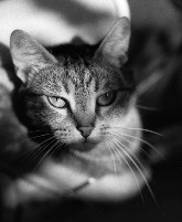 Julien Ash's cat, Iris