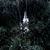 Botanical Series Vol. 5: Asphodelus Albus.gif 168x168, 24k