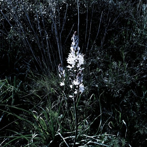 botanical series vol. 5: asphodelus albus