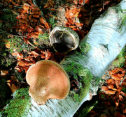 No One Like You.gif 180x168, 31k